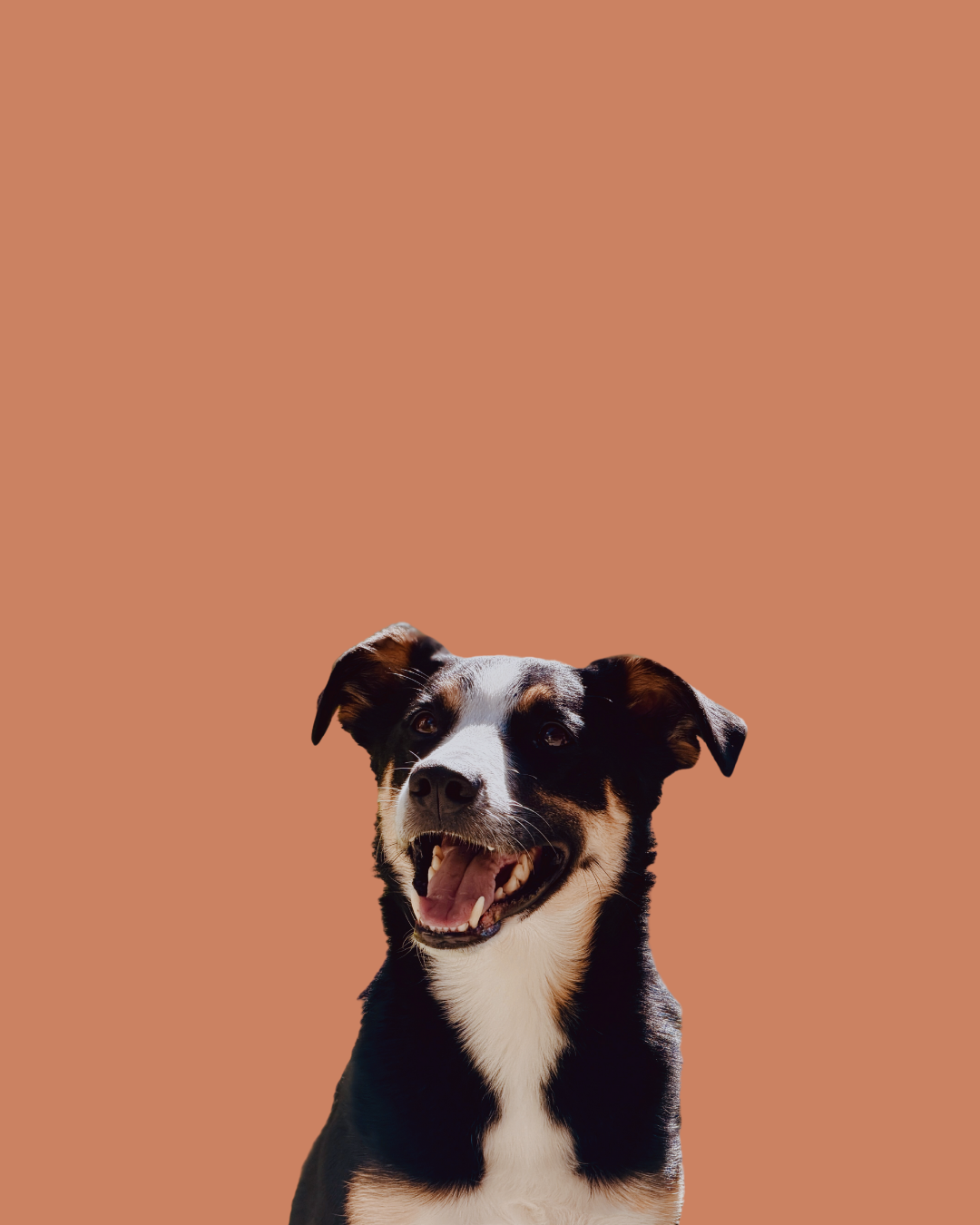 Joske — Backyard Mountain